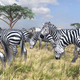 Image for article titled Afrika Preview: And It Hurts That My Friends Never Stood Downwind